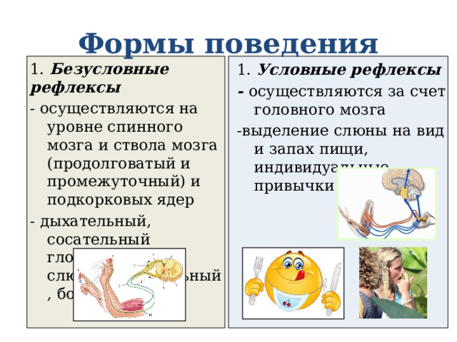 Формы поведения 1. Безусловные рефлексы - осуществляются на уровне спинного мозга и ствола мозга (продолговатый и промежуточный) и подкорковых ядер - дыхательный, сосательный глотательный, слюноотделительный, болевой 1. Условные рефлексы - осуществляются за счет головного мозга -выделение слюны на вид и запах пищи, индивидуальные привычки … 