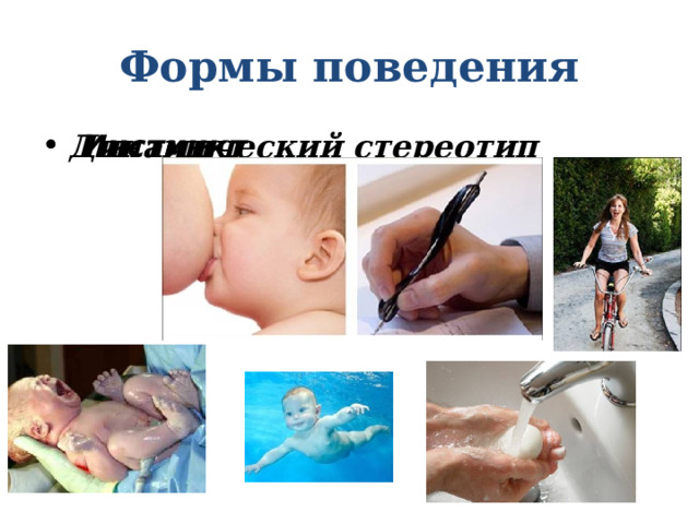 Формы поведения  Инстинкт Динамический стереотип 