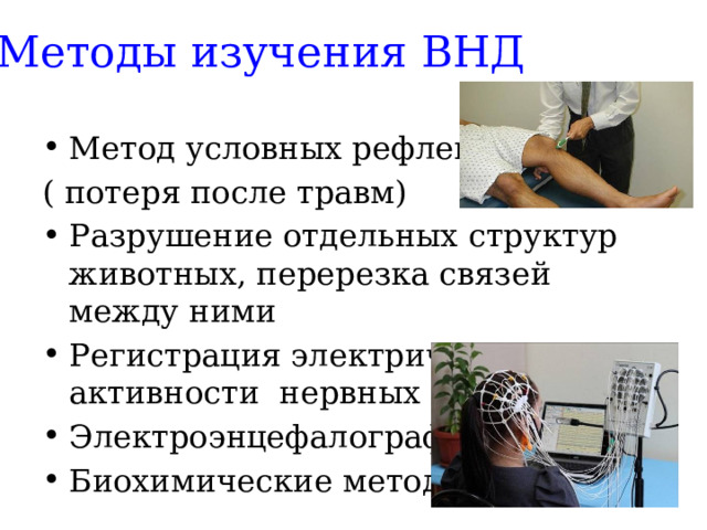 Методы изучения ВНД Метод условных рефлексов ( потеря после травм) Разрушение отдельных структур животных, перерезка связей между ними Регистрация электрической активности нервных центров Электроэнцефалография Биохимические методы 