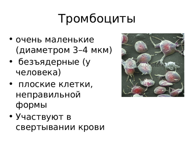 Тромбоциты очень маленькие (диаметром 3–4 мкм)  безъядерные (у человека)  плоские клетки, неправильной формы Участвуют в свертывании крови 