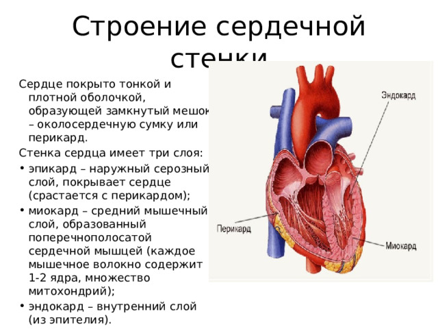 Строение сердечной стенки Сердце покрыто тонкой и плотной оболочкой, образующей замкнутый мешок – околосердечную сумку или перикард. Стенка сердца имеет три слоя: эпикард – наружный серозный слой, покрывает сердце (срастается с перикардом); миокард – средний мышечный слой, образованный поперечнополосатой сердечной мышцей (каждое мышечное волокно содержит 1-2 ядра, множество митохондрий); эндокард – внутренний слой (из эпителия). 