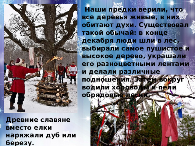  Наши предки верили, что все деревья живые, в них обитают духи. Существовал такой обычай: в конце декабря люди шли в лес, выбирали самое пушистое и высокое дерево, украшали его разноцветными лентами и делали различные подношения. Затем вокруг водили хороводы и пели обрядовые песни. Древние славяне вместо елки наряжали дуб или березу. 