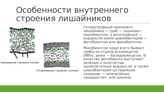 Особенности внутреннего строения лишайников Гетеротрофный компонент лишайника — гриб — называют микобионтом, а автотрофный — водоросли и/или цианобактерии — фотобионтом или фикобионтом. Микобионтом чаще всего бывают грибы из отдела аскомицетов (98%), реже — базидиомицетов. В качестве фотобионта выступают зелёные и золотистые одноклеточные водоросли, а также цианобактерии (устаревшее название — синезелёные «водоросли», или цианеи). Гомеомерное строение таллома Гетеромерное строение таллома 