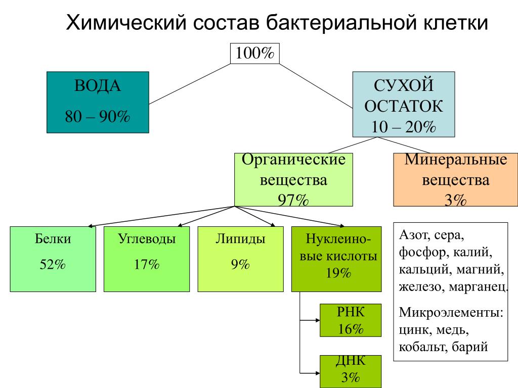 азотсодержащие органические соединения микроорганизмов растений животных