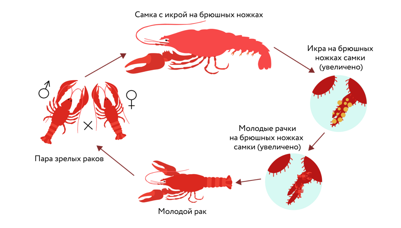 Развитие речного рака