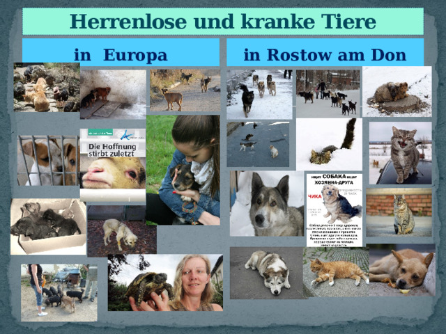 Herrenlose und kranke Tiere in Europa in Rostow am Don 