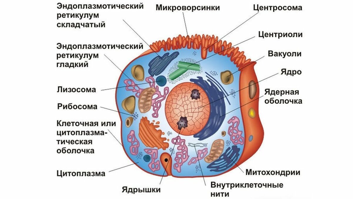 Животная клетка с подписями