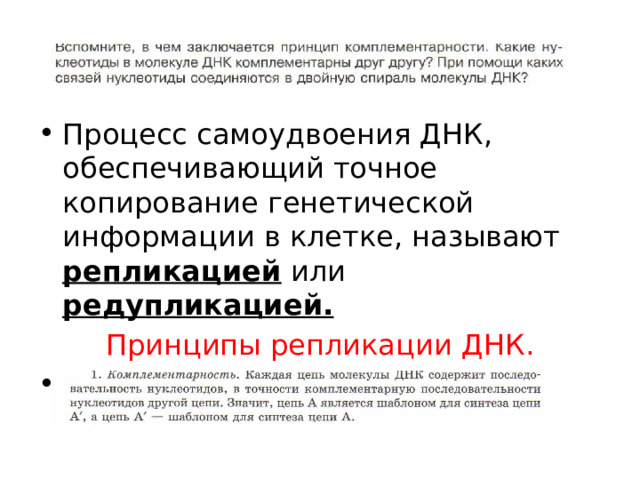 Процесс самоудвоения ДНК, обеспечивающий точное копирование генетической информации в клетке, называют репликацией или редупликацией. Принципы репликации ДНК. 1.Комплементарность. 