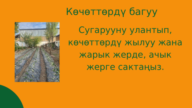 Көчөттөрдү багуу Сугарууну улантып, көчөттөрдү жылуу жана жарык жерде, ачык жерге сактаңыз. 