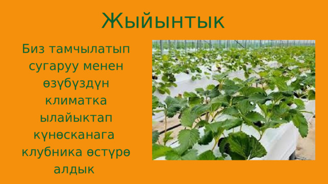 Жыйынтык Биз тамчылатып сугаруу менен өзүбүздүн климатка ылайыктап күнөсканага клубника өстүрө алдык 