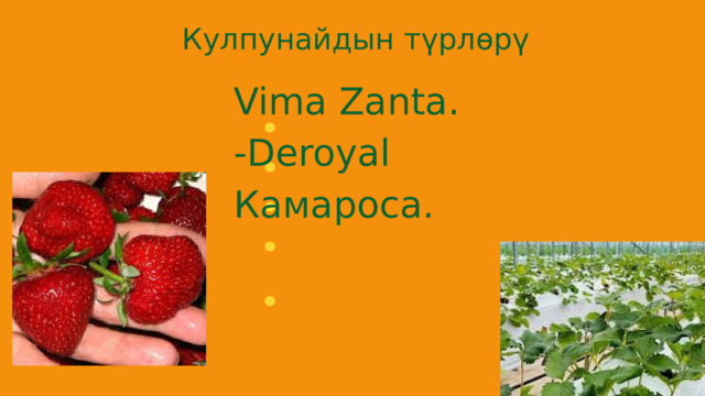 Кулпунайдын түрлөрү Vima Zanta. -Deroyal Камароса. 