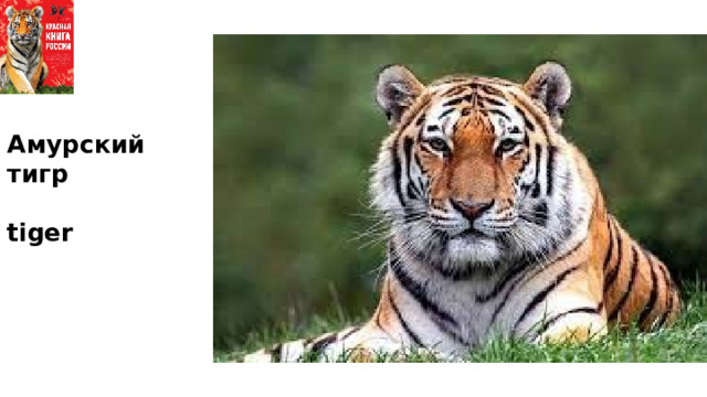 Амурский тигр  tiger 