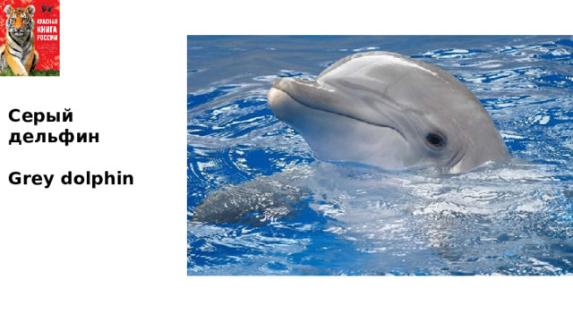 Серый дельфин  Grey dolphin 