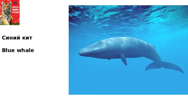 Синий кит  Blue whale 