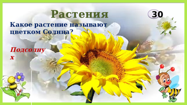 Растения 30 Какое растение называют цветком Солнца? Подсолнух 