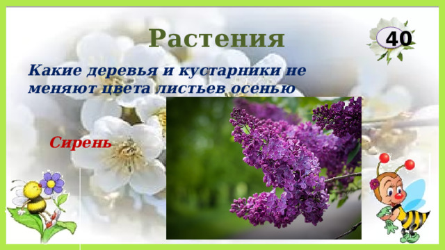 Растения 40 Какие деревья и кустарники не меняют цвета листьев осенью Сирень 