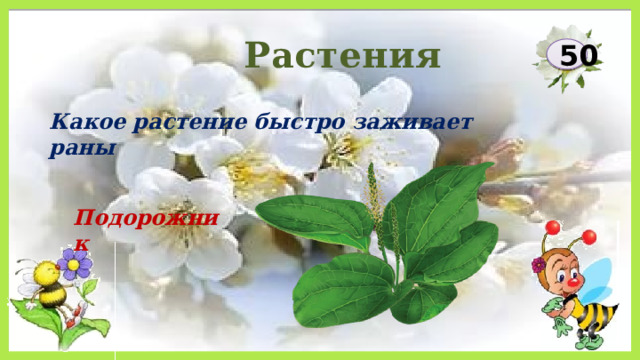 Растения 50 Какое растение быстро заживает раны Подорожник 