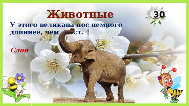 Животные 30 У этого великана нос немного длиннее, чем хвост. Слон  