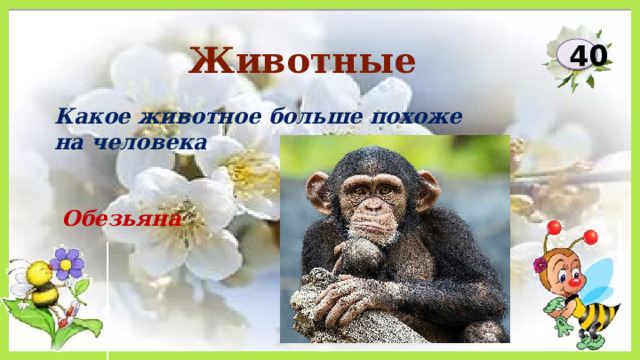 Животные 40 Какое животное больше похоже на человека Обезьяна 
