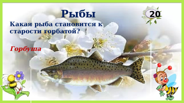 Рыбы 20 Какая рыба становится к старости горбатой? Горбуша 
