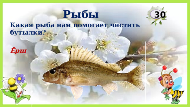 Рыбы 30 Какая рыба нам помогает чистить бутылки? Ёрш 