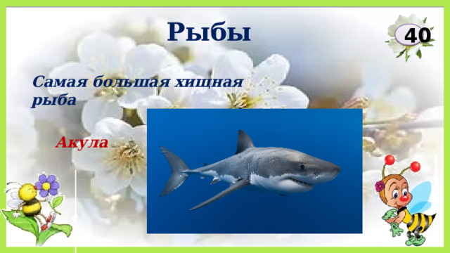 Рыбы 40 Самая большая хищная рыба Акула 