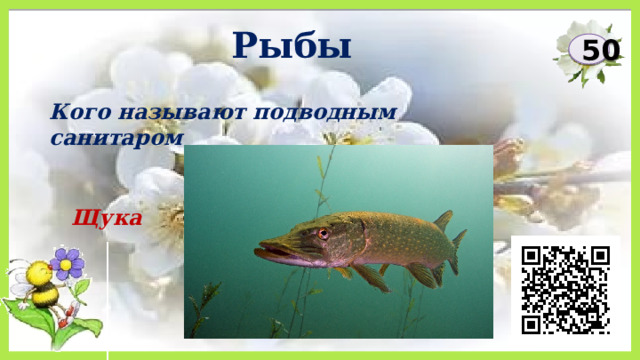 Рыбы 50 Кого называют подводным санитаром Щука 