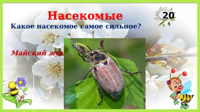 Насекомые 20 Какое насекомое самое сильное? Майский жук 