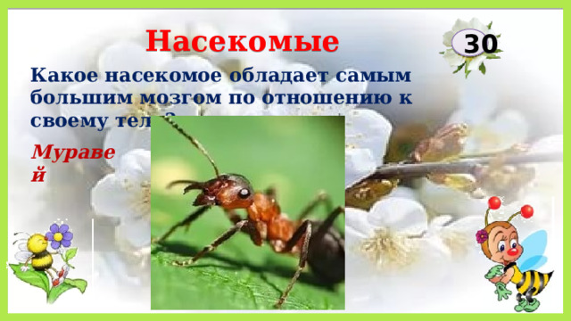 Насекомые 30 Какое насекомое обладает самым большим мозгом по отношению к своему телу? Муравей 
