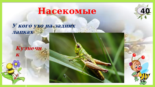 Насекомые 40 У кого ухо на задних лапках Кузнечик 
