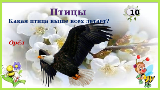 Птицы 10 Какая птица выше всех летает? Орёл 