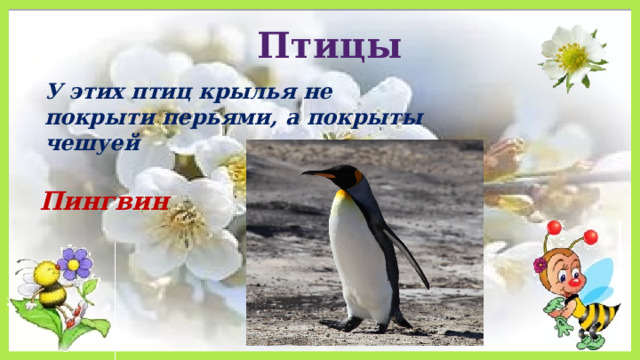 Птицы У этих птиц крылья не покрыти перьями, а покрыты чешуей Пингвин 