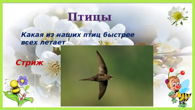 Птицы Какая из наших птиц быстрее всех летает Стриж 