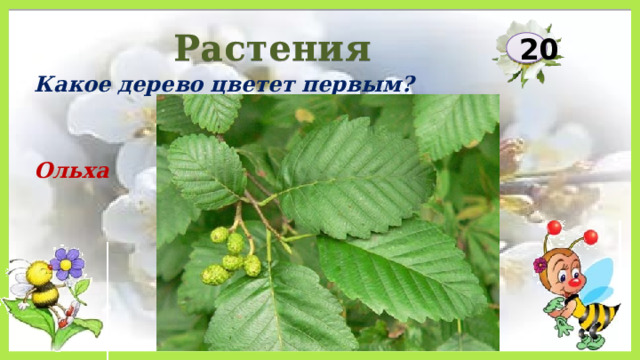 Растения 20 Какое дерево цветет первым? Ольха 