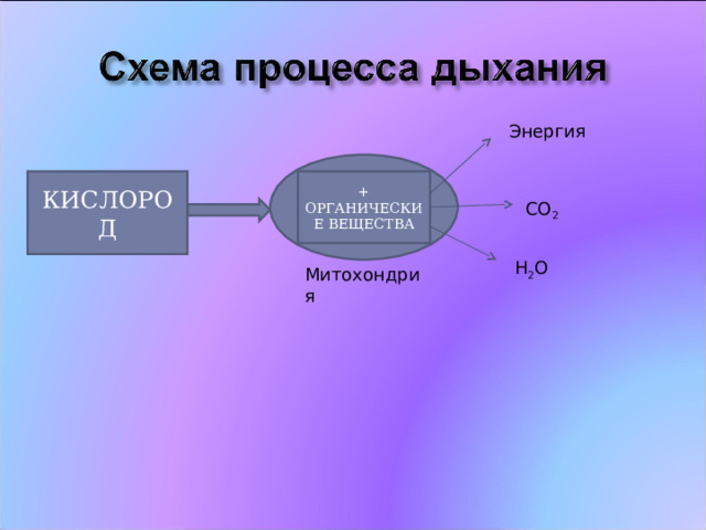 Энергия КИСЛОРОД + ОРГАНИЧЕСКИЕ ВЕЩЕСТВА CO 2 H 2 O Митохондрия 
