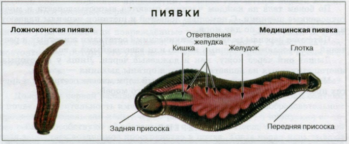 Классы кольчецов. Малощетинковые, или Олигохеты, и Пиявки