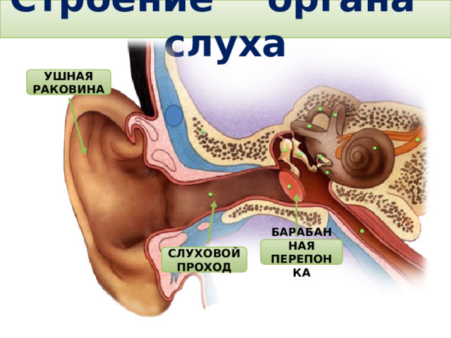  Строение органа слуха   УШНАЯ РАКОВИНА Тема. Строение и функции слухового анализатора. Гигиена слуха. БАРАБАННАЯ ПЕРЕПОНКА СЛУХОВОЙ ПРОХОД 