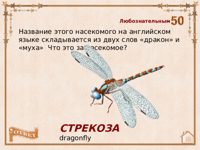 Любознательным Название этого насекомого на английском языке складывается из двух слов «дракон» и «муха» Что это за насекомое? СТРЕКОЗА  dragonfly 