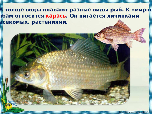  В толще воды плавают разные виды рыб. К «мирным» рыбам относится карась . Он питается личинками  насекомых, растениями. 