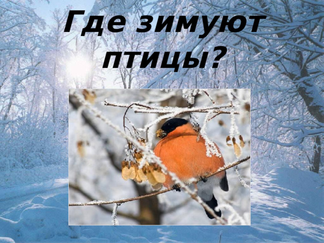 Где зимуют птицы? 