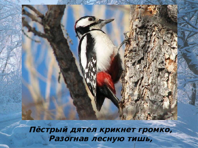 Пёстрый дятел крикнет громко, Разогнав лесную тишь, 