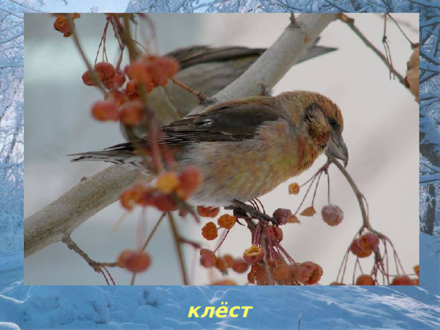 клёст 