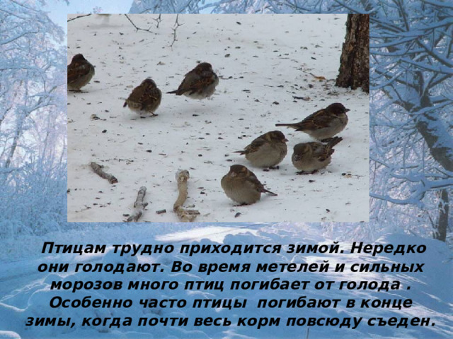  Птицам трудно приходится зимой. Нередко они голодают. Во время метелей и сильных морозов много птиц погибает от голода . Особенно часто птицы погибают в конце зимы, когда почти весь корм повсюду съеден. 
