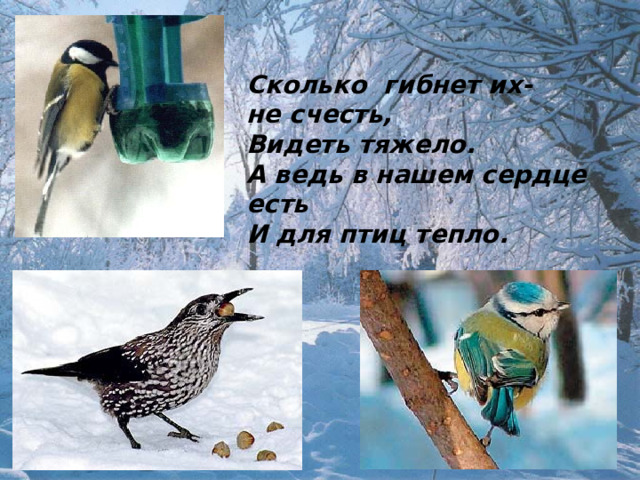 Сколько гибнет их- не счесть, Видеть тяжело. А ведь в нашем сердце есть И для птиц тепло.  