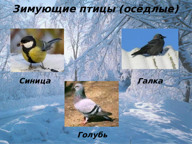 Зимующие птицы (осёдлые) Синица Галка Голубь 