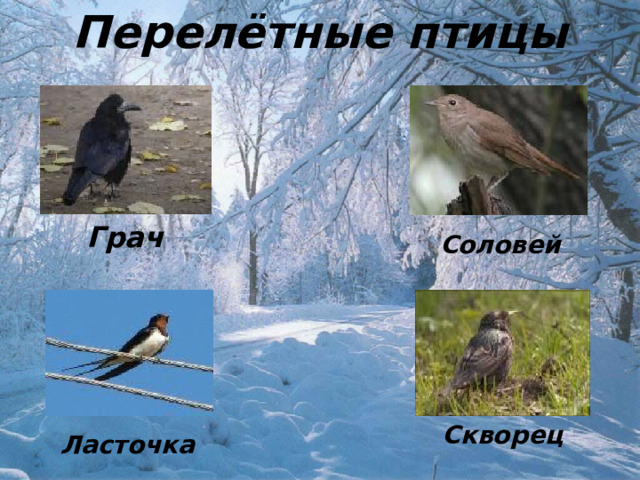 Перелётные птицы Грач Соловей Скворец Ласточка 