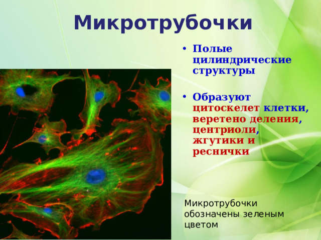 Микротрубочки Полые цилиндрические структуры  Образуют цитоскелет клетки, веретено деления , центриоли , жгутики и реснички Микротрубочки обозначены зеленым цветом  
