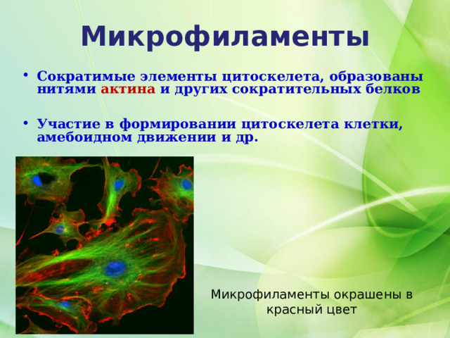 Микрофиламенты Сократимые элементы цитоскелета, образованы нитями актина и других сократительных белков  Участие в формировании цитоскелета клетки, амебоидном движении и др.  Микрофиламенты окрашены в красный цвет  
