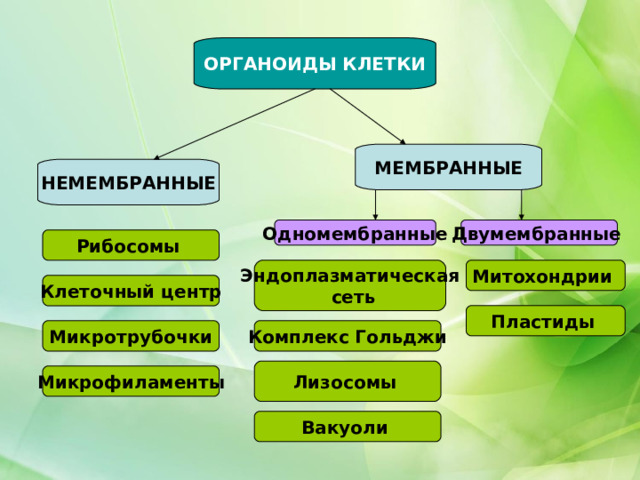 ОРГАНОИДЫ КЛЕТКИ МЕМБРАННЫЕ НЕМЕМБРАННЫЕ Одномембранные Двумембранные  Рибосомы Эндоплазматическая  сеть Митохондрии Клеточный центр Пластиды  Комплекс Гольджи Микротрубочки Лизосомы  Микрофиламенты Вакуоли   