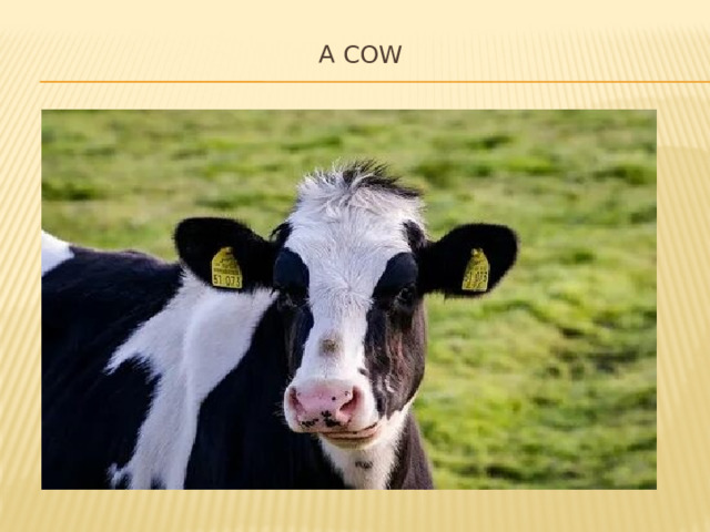 A cow   